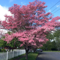 Trees