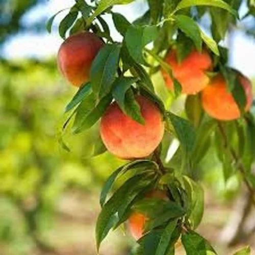 Peach Tree - Harvester